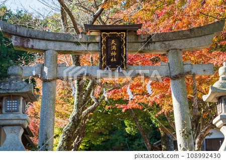 Shrine torii gate covered in autumn leaves 108992430