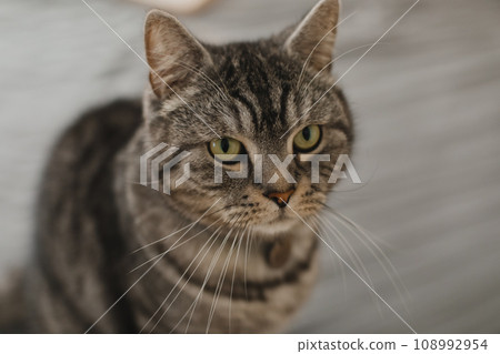 cute scottish straight grey tabby cat in bed at home.  108992954