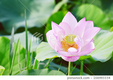 Beautiful pale pink lotus flower photographed with an old lens Beautiful pale pink lotus flower photographed with an old lens 108993334