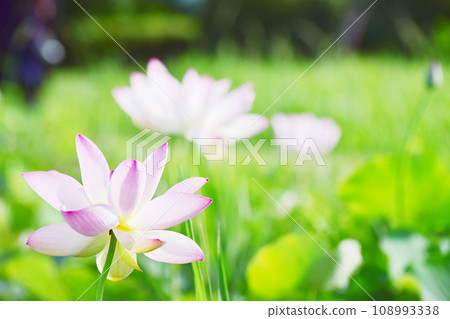 用舊鏡頭拍攝的美麗的淡粉色蓮花 108993338