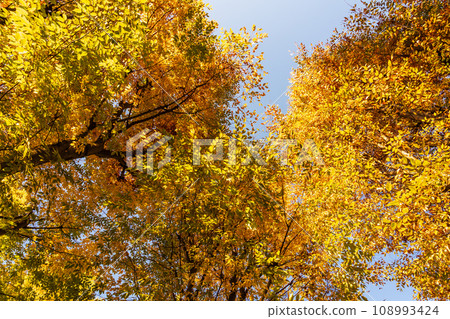 仰望秋天的櫸樹落葉 108993424