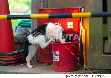 京都伏見稻荷大社，一隻流浪貓在喝滅火桶裡的水 108993429