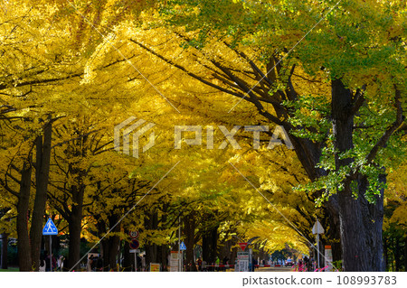 Autumn row of ginkgo trees at Hokkaido University_7341 Autumn row of ginkgo trees at Hokkaido University_7341 108993783