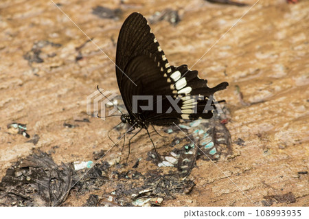 Papilio polytes romulus is ground-dwelling. Inhabits rainforests, sparse forests, orchards 108993935