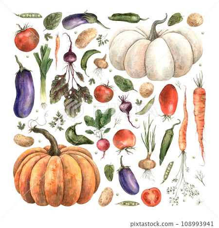 Watercolor set of vegetables, pumpkin, eggplant, onion, beet, pepper, radish, dill, carrot, pea, potato, parsley, spinach. Isolated handmade elements on a white background. Watercolor set of vegetables, pumpkin, eggplant, onion, beet, pepper, radish, dill, carrot, pea, potato, parsley, spinach. Isolated handmade elements on a white background. 108993941