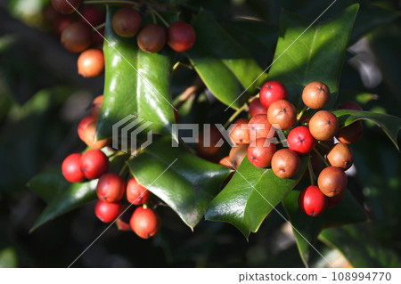Holly red berries Holly red berries 108994770
