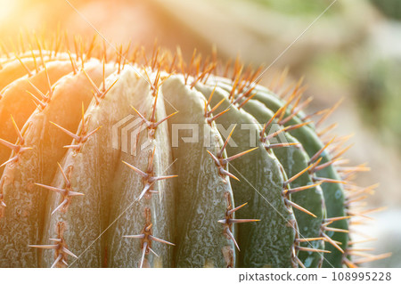 thorn cactus texture background. Golden barrel cactus, golden ball or mother-in-law's cushion Echinocactus grusonii is a species of barrel cactus which is endemic to east-central Mexico 108995228