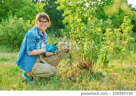 Woman with dry branches of blackcurrant bushes, pruning shears in garden Woman with dry branches of blackcurrant bushes, pruning shears in garden 108995556