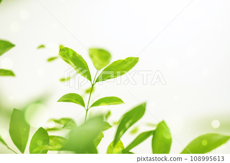 絲綢茉莉花綠葉 絲綢茉莉花綠葉 108995613