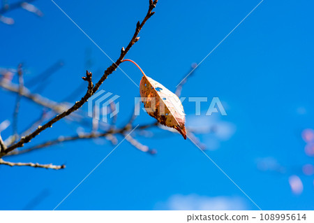 秋天的樹葉看起來很孤單。 秋天的樹葉看起來很孤單。 108995614