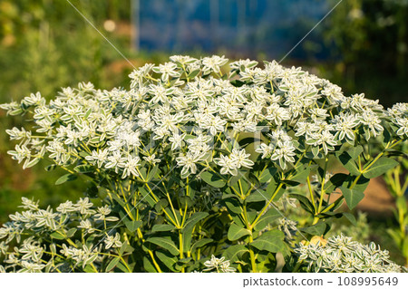 盛夏的第一場雪被雪覆蓋 盛夏的第一場雪被雪覆蓋 108995649