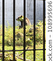 bear in the fence 108995696