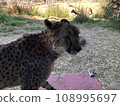 Cheetah staring 108995697