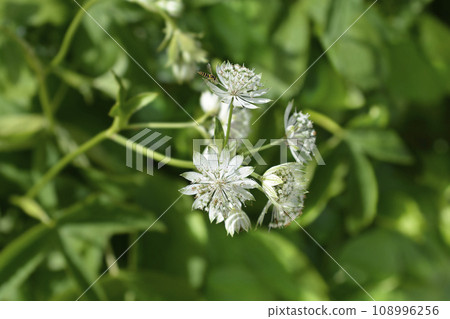 Carnic masterwort Carnic masterwort 108996256
