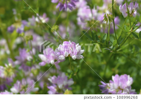 Purple crown vetch 108996268