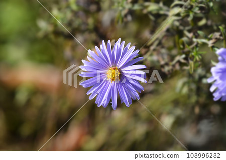 New York aster Milka New York aster Milka 108996282