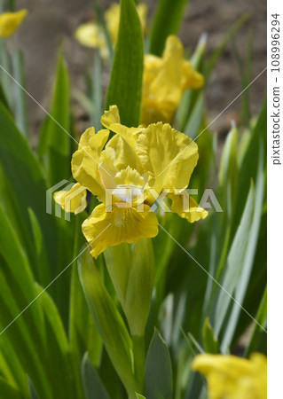 Standard Dwarf Bearded Iris Rabbits Foot 108996294