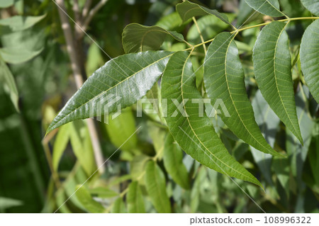 Pecan tree Pecan tree 108996322