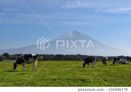 Mt.Fuji and cows Shizuoka 108996376