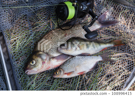 Assort kinds of fish -  freshwater common bream, common perch or European perch, white bream or silver bream and fishing rod with reel on black fishing net.. 108996415