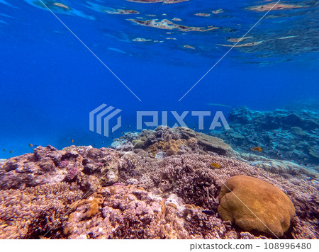 Underwater life of reef with corals and tropical fish. Coral Reef at the Red Sea, Egypt. Underwater life of reef with corals and tropical fish. Coral Reef at the Red Sea, Egypt. 108996480