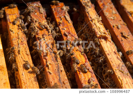 Open hive showing the bees swarming on a honeycomb.. 108996487