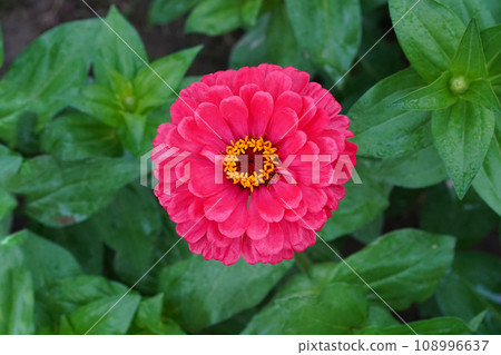 Zinnia elegans pink flower or Zinnia violacea top view, close-up, on a natural green background. Zinnia elegans pink flower or Zinnia violacea top view, close-up, on a natural green background. 108996637