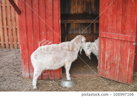 Lovely couple of two goats standing in wooden shelter. funny cozy sweet lovely tender goats, one leaning on the other, outdoor wildlife portrait of couple, symbolic love tenderness trust support. Lovely couple of two goats standing in wooden shelter. funny cozy sweet lovely tender goats, one leaning on the other, outdoor wildlife portrait of couple, symbolic love tenderness trust support. 108997106
