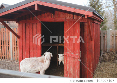 Lovely couple of two goats standing in wooden shelter. funny cozy sweet lovely tender goats, one leaning on the other, outdoor wildlife portrait of couple, symbolic love tenderness trust support. 108997107