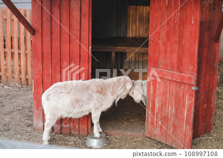 Lovely couple of two goats standing in wooden shelter. funny cozy sweet lovely tender goats, one leaning on the other, outdoor wildlife portrait of couple, symbolic love tenderness trust support. 108997108
