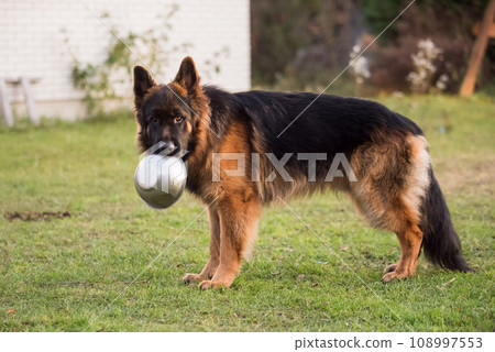 German Shepherd dog holding in teeth a bowl to have meal German Shepherd dog holding in teeth a bowl to have meal 108997553