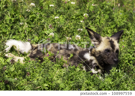 A baby African wild dog playing in a flower field 108997559