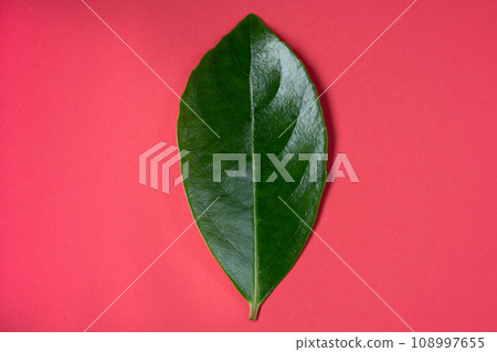 green leaf on red background 108997655