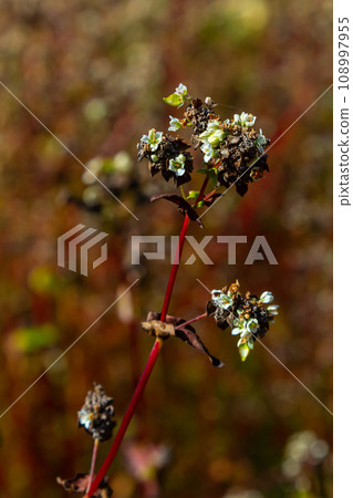 Ripe buckwheat plants on the field. Selective focus. Shallow depth of field 108997955