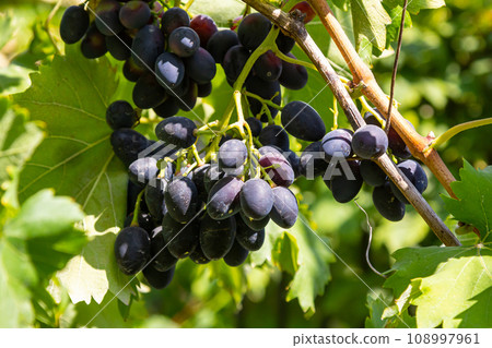 fresh bunch of white grapes on the field fresh bunch of white grapes on the field 108997961