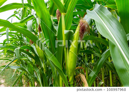 Corn field close up. Selective focus. Green Maize Corn Field Plantation in Summer Agricultural Corn field close up. Selective focus. Green Maize Corn Field Plantation in Summer Agricultural 108997968