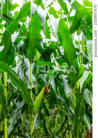 corn cob on a field in summer corn cob on a field in summer 108997970