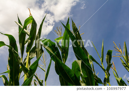 corn cob on a field in summer corn cob on a field in summer 108997977