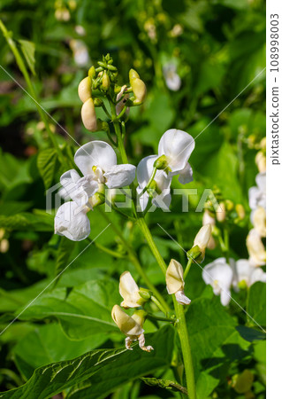 Beautiful flowers of Runner Bean Plant Phaseolus coccineus growing in the garden Beautiful flowers of Runner Bean Plant Phaseolus coccineus growing in the garden 108998003
