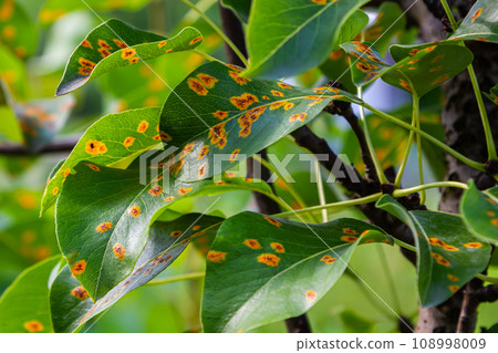 Pear leaves with pear rust infestation 108998009