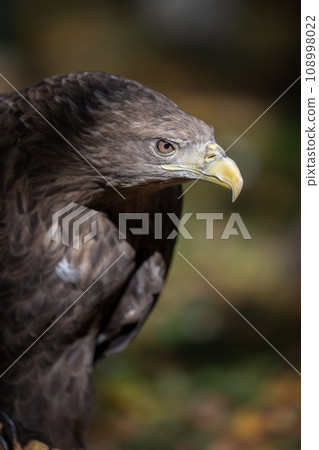 Portrait white-tailed eagle. Danger animal in nature habitat. Wildlife scene 108998022