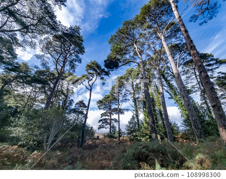 Scots Pine trees in County Donegal - Ireland 108998300