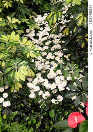Flowers in the garden 108998823