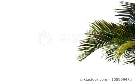 coconut leave nature transparent cut out forest isolated background 3d render. 108999473