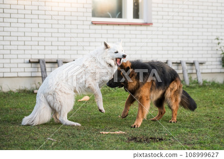 Long-haired German shepherd dogs playing with White Swiss Shepherd dog on the green grass 108999627