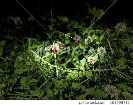 Small clover flowers bloom mysteriously 108999711