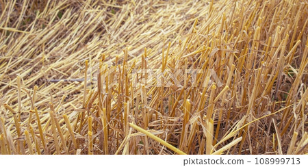 Wheat dry straw texture background, beveled wheat, cereal crops, top view 108999713