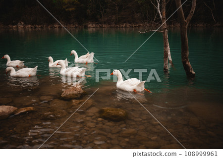 white geese create a tranquil ambiance on the Turkish lake, a slice of calm amidst mountains. 108999961