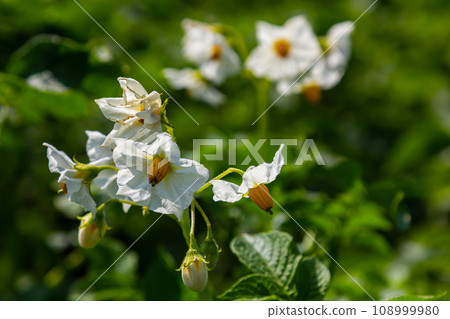 the potato flowers are white, blurred background the garden of the natural growing conditions 108999980