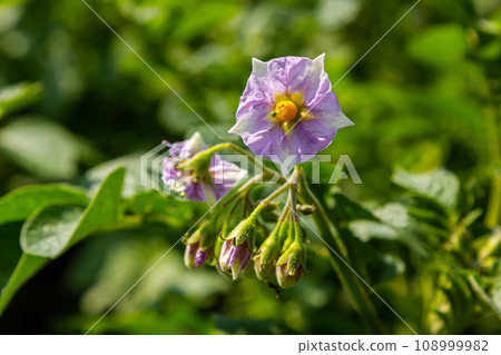 the potato flowers are white, blurred background the garden of the natural growing conditions 108999982